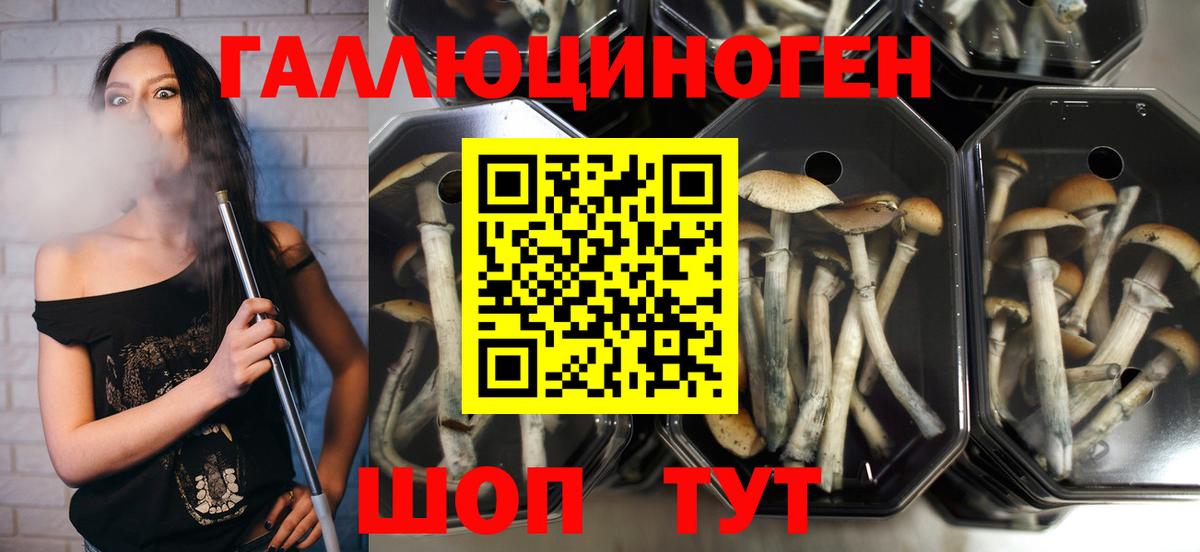даркнет сайт  Псилоцибиновые грибы Psilocybe  Галлюциногенные грибы мухоморы  Вход с VPN  Кострома 